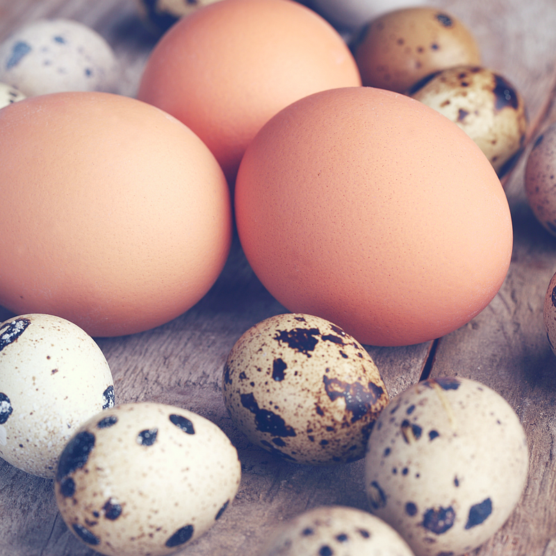 Fertility Strategies to Improve Egg Quality