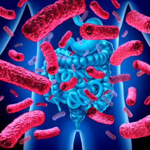 Endo belly microbes