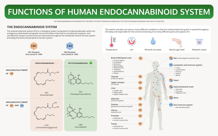 functions of the endocannabinoids system and cbd