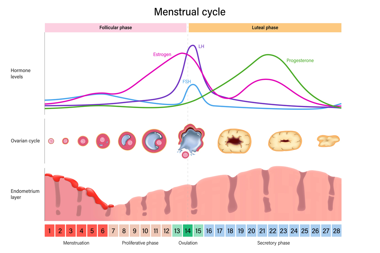 hormones during menstrual cycle